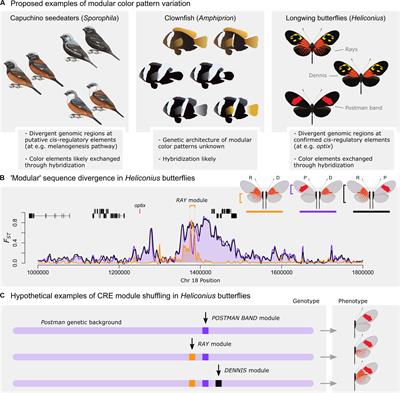Mechanisms of Change: A Population-Based Perspective on the Roles of Modularity and Pleiotropy in Diversification